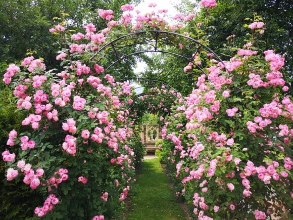 Im Sauerland natürlich gewachsene Rosen sind die Attraktion bei Rosenbogen Heidrich. Hier Rosenbögen mit Raubritter Strauchrosen - Foto Rosenbogen Heidrich